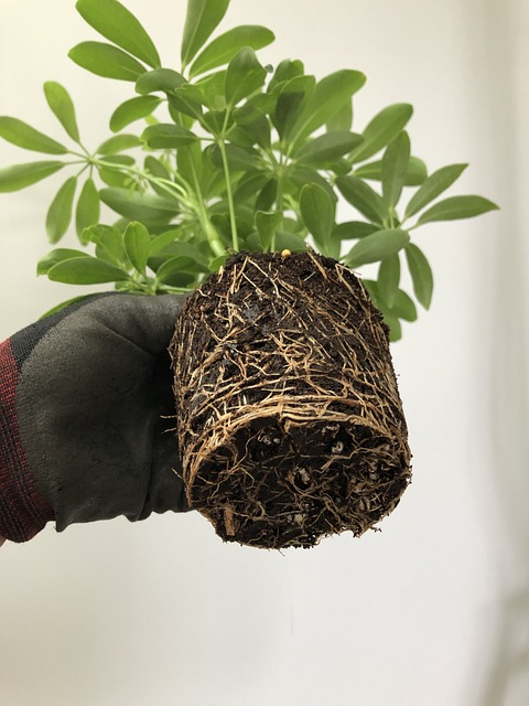 Root Rot - The Silent Killer of Your Plants