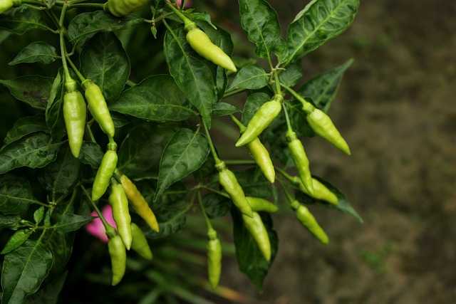 a guide on how to grow chillies in containers