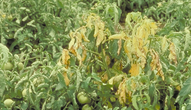 fusarium wilt disease of tomato