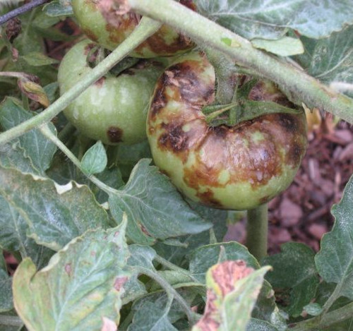 late blight disease of tomato
