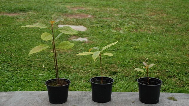 Growing Avocado Trees in India - Best Planting Time and Tips
